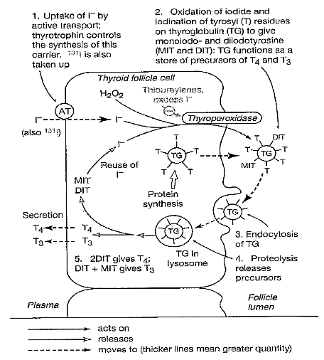 <ul><li><p>Inhibition of ‘Thyroperoxidase’</p></li><li><p>Reduced oxidation of iodine and iodination of tyrosyl residues on thyroglobulin, leading to less MIT and DIT</p></li><li><p>Less MIT and DIT = less T3 and T4 (two hormones which contribute to homeostatic regulation)</p></li></ul><p></p>