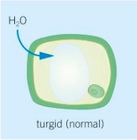 <p>Turgor is the pressure when water moves into a cell by osmosis and causes the vacuole to swell. The cytoplasm is pushed against the plant cell wall and the pressure builds up until no more water can enter the cell.</p>