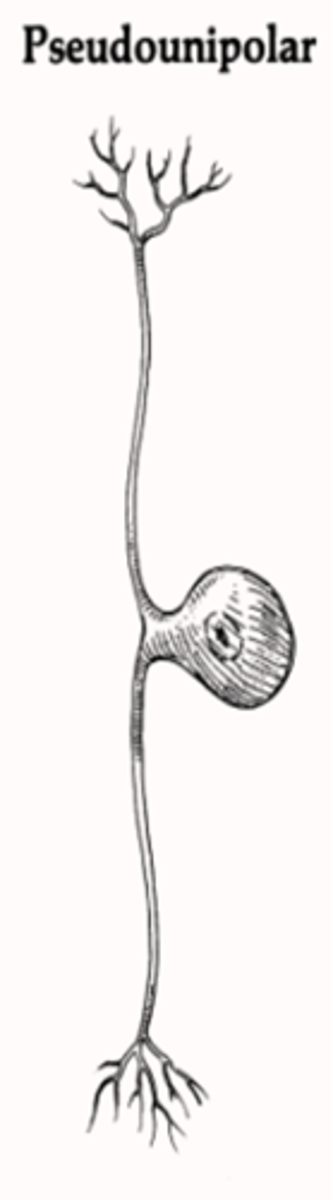 <p>pseudounipolar neurons</p><ul><li><p>axon divides into 2</p><p>axonal branches (one extends to periphery &amp; the other</p><p>extends to CNS)</p></li></ul><p></p>