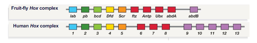 <p>How can we tell if these hox genes are homologous?</p>