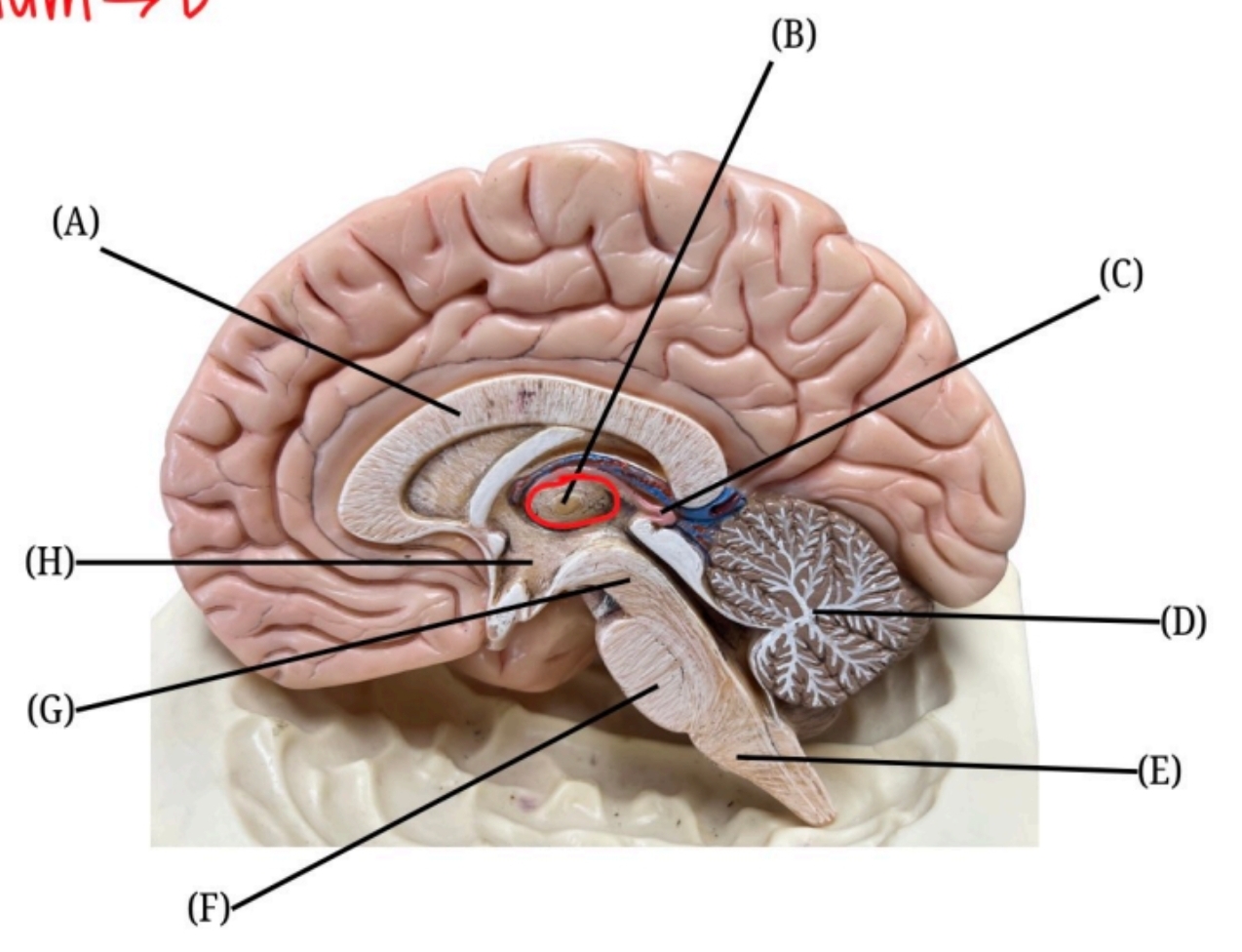 <p>What is labeled D?</p>