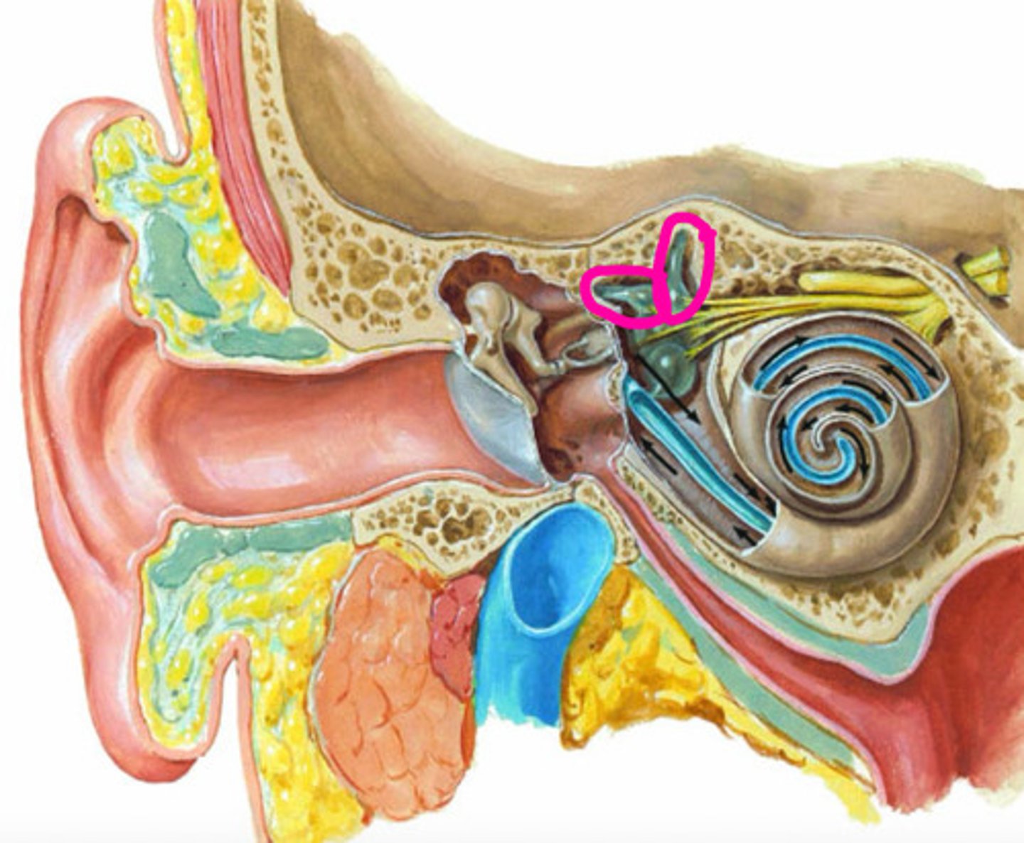 <p>label the structure</p>