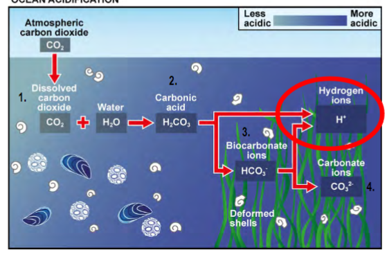 <p>increased CO2 in atmosphere → increased CO2 in oceans</p><p>CO2 + H2O → carbonic acid (H2CO3)</p><p>carbonic acid breaks down into bicarbonate (HCO3-) and hydrogen ions (H+)</p><p>increased H+ = increased acidity</p><p>bicarbonate further breaks down into carbonate (CO32-) and more H+ (increased acidity)</p><p>CO32- can either combine with Ca2+ to form animal/coral shells or recombine with H+</p><p>high acidity [H+] means greater likelihood of combining with H+  than with Ca2+ → decreased shell formation</p>