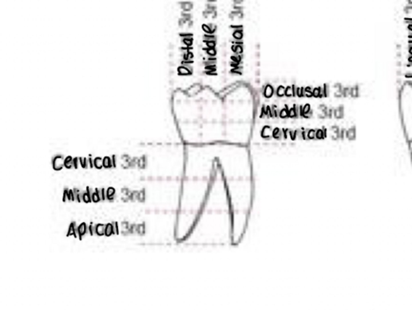 <p>- Root: Apical, middle, cervicle</p><p>- Crown: Occlusal, middle, cervicle</p><p>- Edge: Distal, middle, mesial</p>