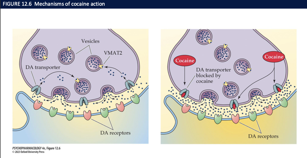 <ul><li><p>it’s ability to block reuptake of DA, NE, 5-HT</p></li><li><p>their membrane transporters </p></li><li><p>synaptic concentrations</p></li><li><p>transmitters</p></li><li><p>transmission</p></li></ul><p></p>