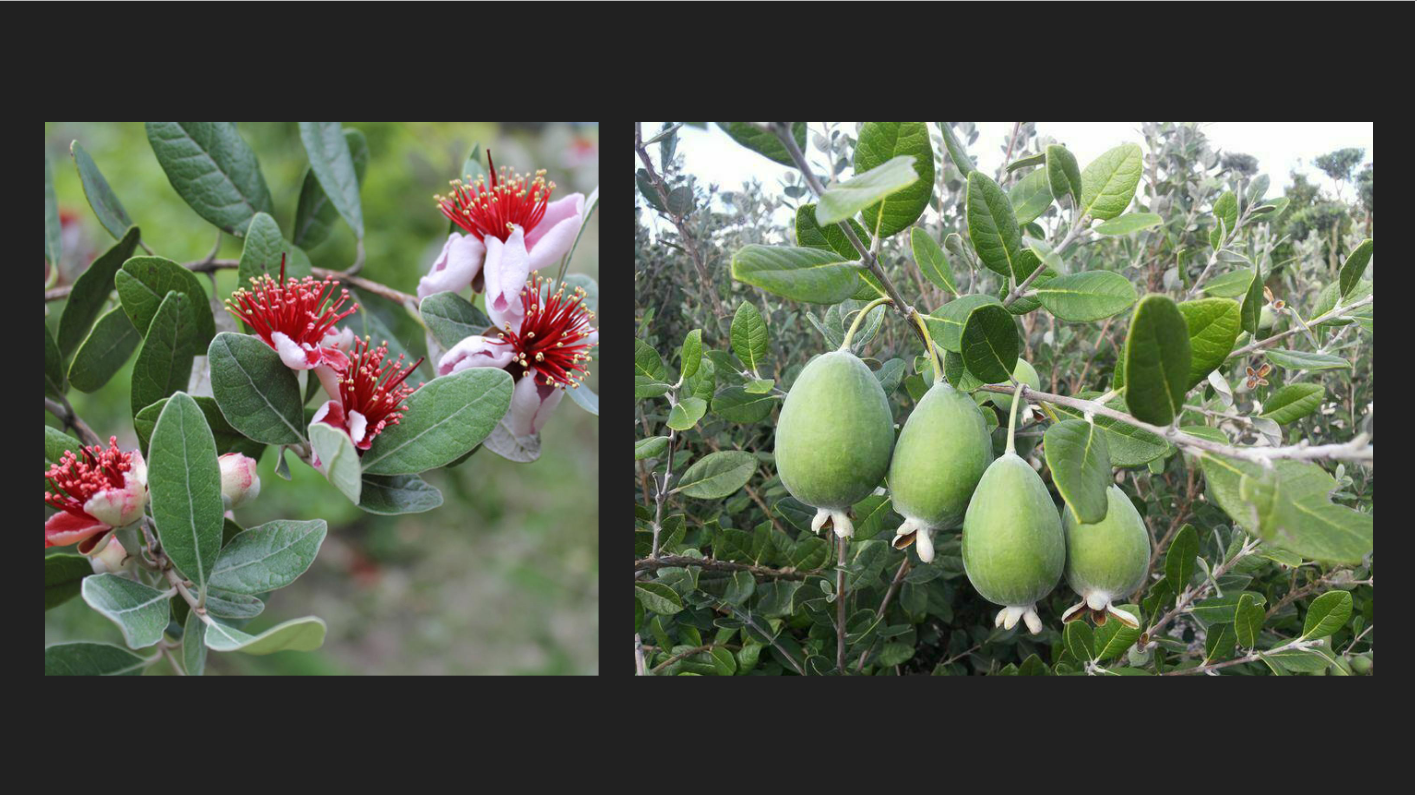 <p>Feijoa sellowiana</p><p>Pineapple Guava</p>