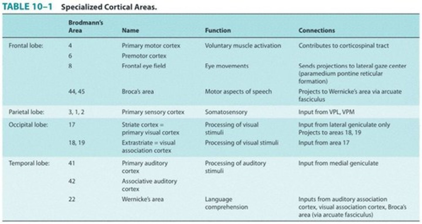 <p>System for naming functional areas of the cortex.</p>