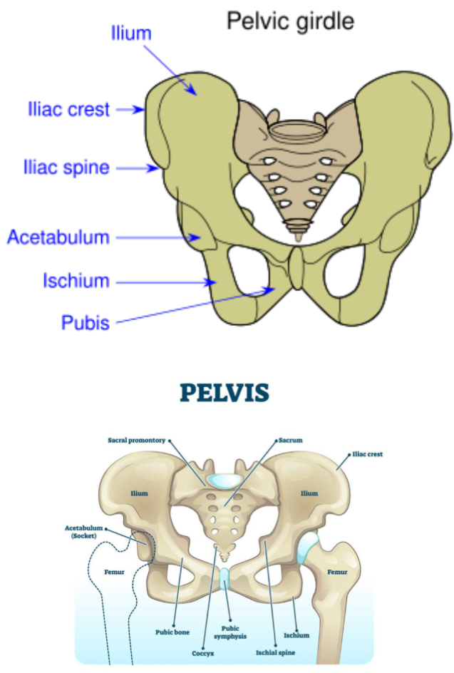 <ul><li><p>kind of middle (compared to the pubis cs its all the way in there)</p></li></ul><p></p>