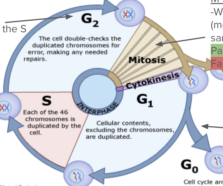 <p><span style="background-color: transparent; font-family: "Proxima Nova", sans-serif;"><span>Did the DNA copy correctly in the S phase?</span></span></p><p><span style="font-family: "Proxima Nova", sans-serif;"><span>Pass- Cell goes to mitosis</span></span></p><p><span style="font-family: "Proxima Nova", sans-serif;"><span>Fail - apoptosis</span></span></p>