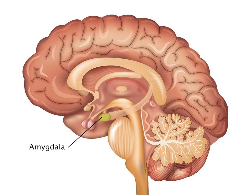 <p>two lima-bean-sized neural clusters in the limbic system; linked to emotion</p>