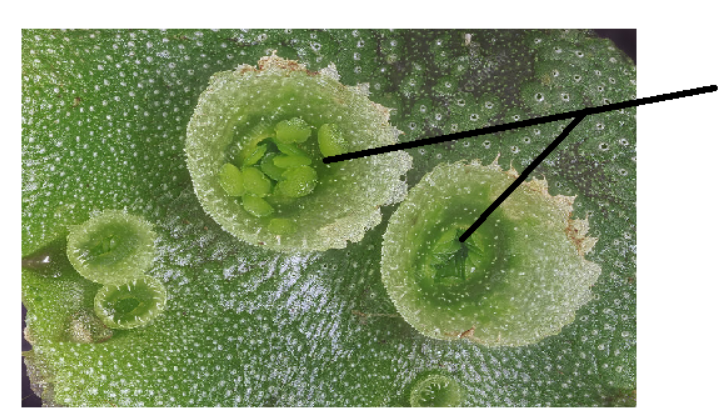 <p>Haploid cells within liverwort cups that are moved around via water</p>