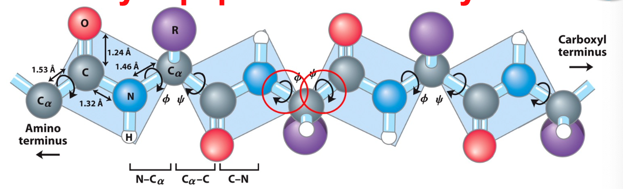 each shaded bond system behaves as planar unit

allows proteins to fold rapidly- reduced freedom greatly facilitates this

amino acid side chains direct the folding of the nascent (newly formed) polypeptide into a functional protein and do much to stabilize that final conformation