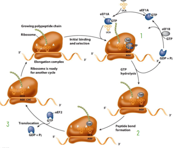 <ol><li><p>amino-acyl-tRNA, eEF1A-eEF1B and GTP binds to A site</p></li><li><p>peptide bond forms peptidyl-tRNA, still at the A site, unloaded tRNA still at the P site</p></li><li><p>ribosome translocates 3’ catalyzed by eEF2 (Eu) using GTP energy</p></li></ol><p></p>