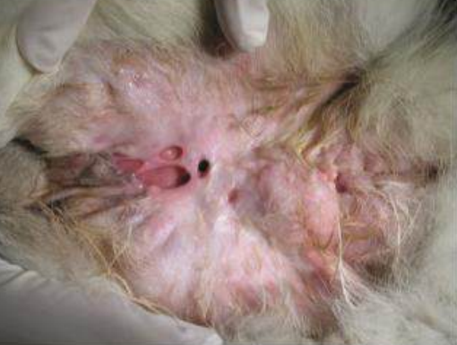 <p>Las micobacterias involucradas en el complejo tuberculosis (M. bovis y M. tuberculosis) producen lesiones en aparato respiratorio y otros órganos, rara vez en piel, pero las saprofitas son al revés. </p><p>Lesiones son: dermatitis o paniculitis piogranulomatosas con diferentes grados de necrosis, se diagnostica por aislamiento bacteriano o PCR</p>