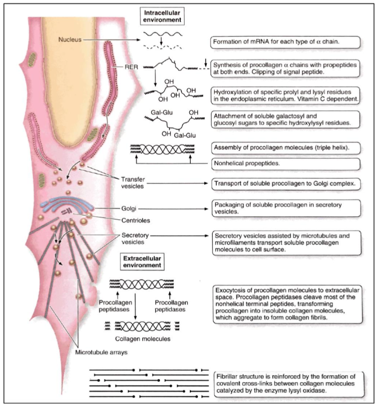 <ul><li><p>fibroblasten; aanmaak procollageen</p></li><li><p>exocytose; procollageen → collageen</p></li><li><p>collageen → microfibrillen → vezels</p></li></ul><p></p>