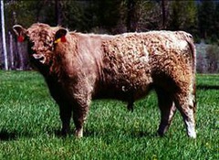 -Originates in SCOTLAND, introduced to US in 1866
-Black, dun, red or white with long curly coat (polled) medium size
-Tolerant of harsh colder climates, excellent maternal traits