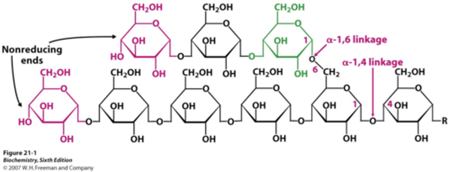 <p>1-4, and frequent 1-6 linkages (branching)</p>