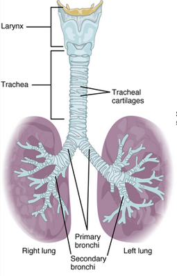 <p>alveolar sacs</p>