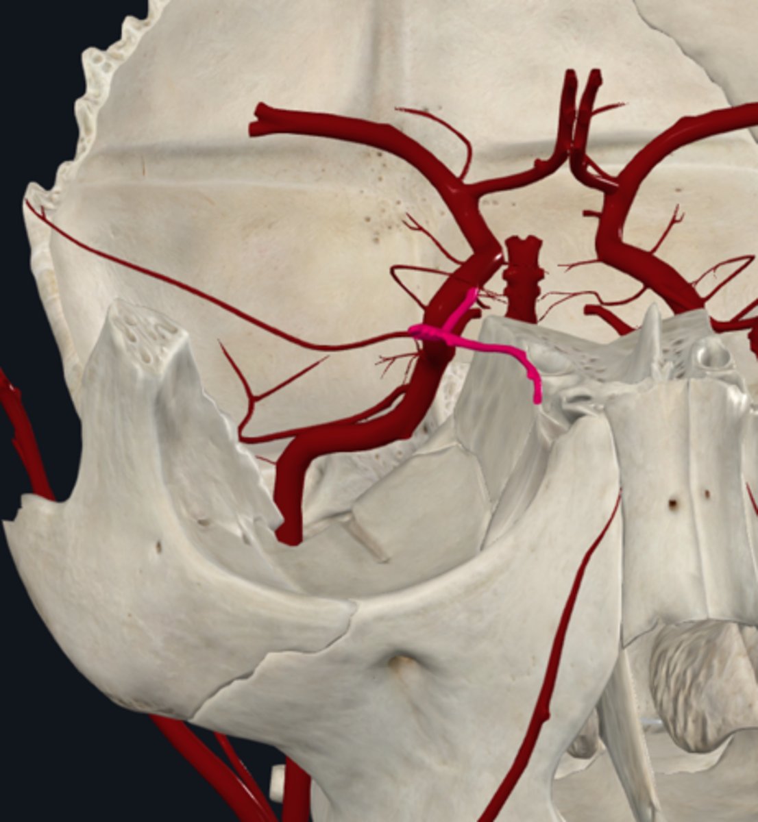 <p>What is the course and supply of the Ophthalmic artery of the internal carotid artery?</p>