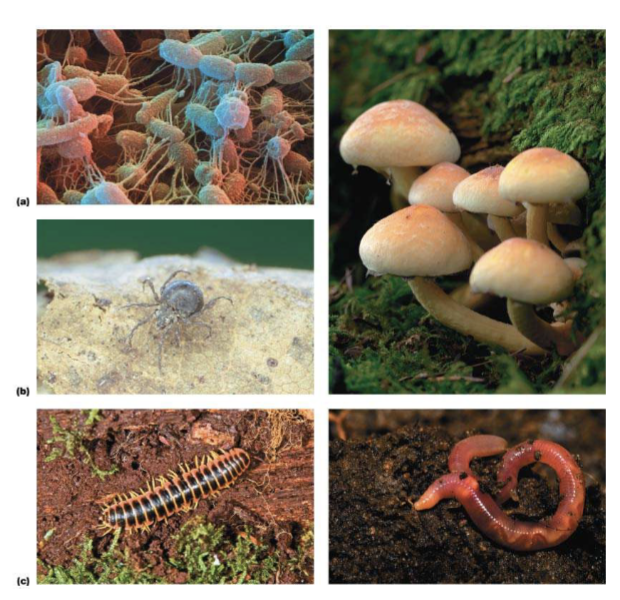 <p>fungi, bacteria, mites, springtails, millipedes, and earthworms</p>