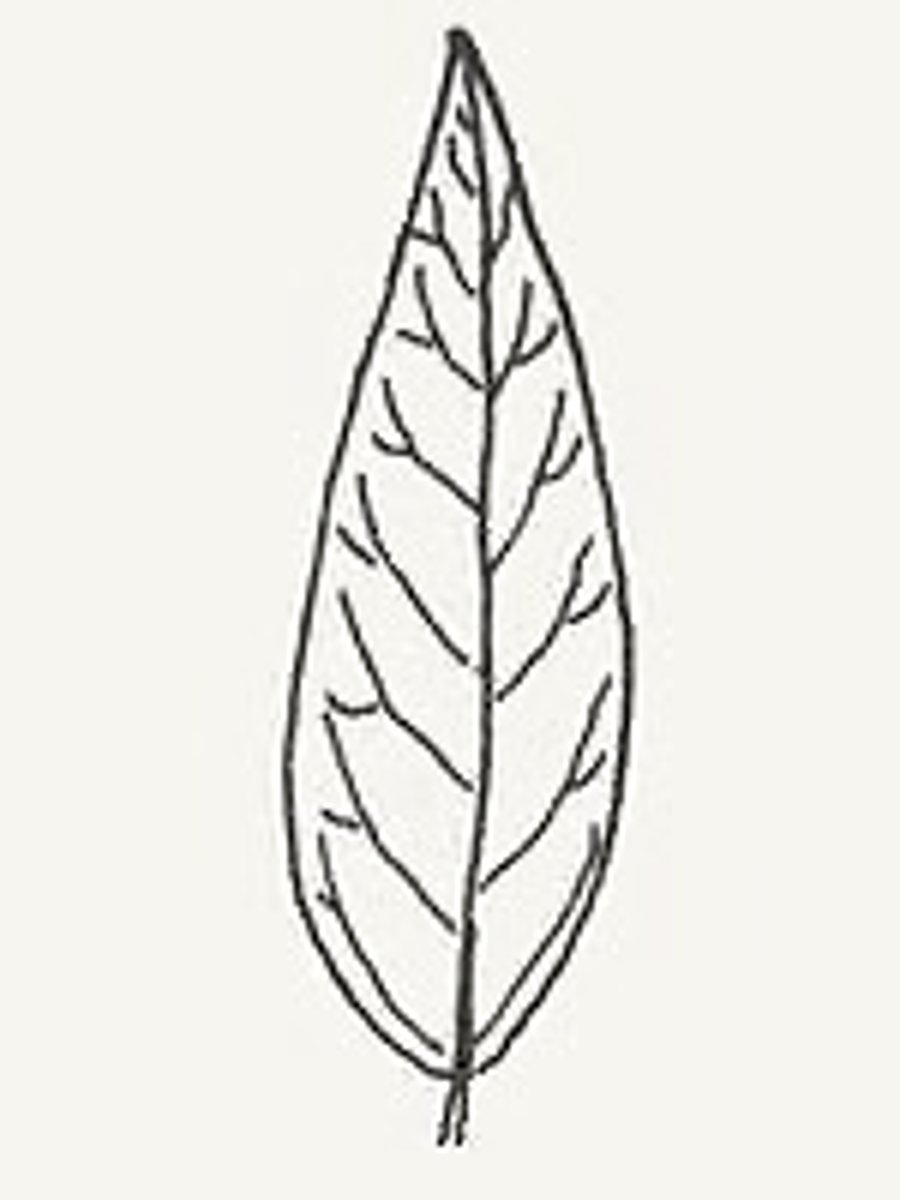 <p>Leaf is wide toward the base and narrow towards the tip</p>