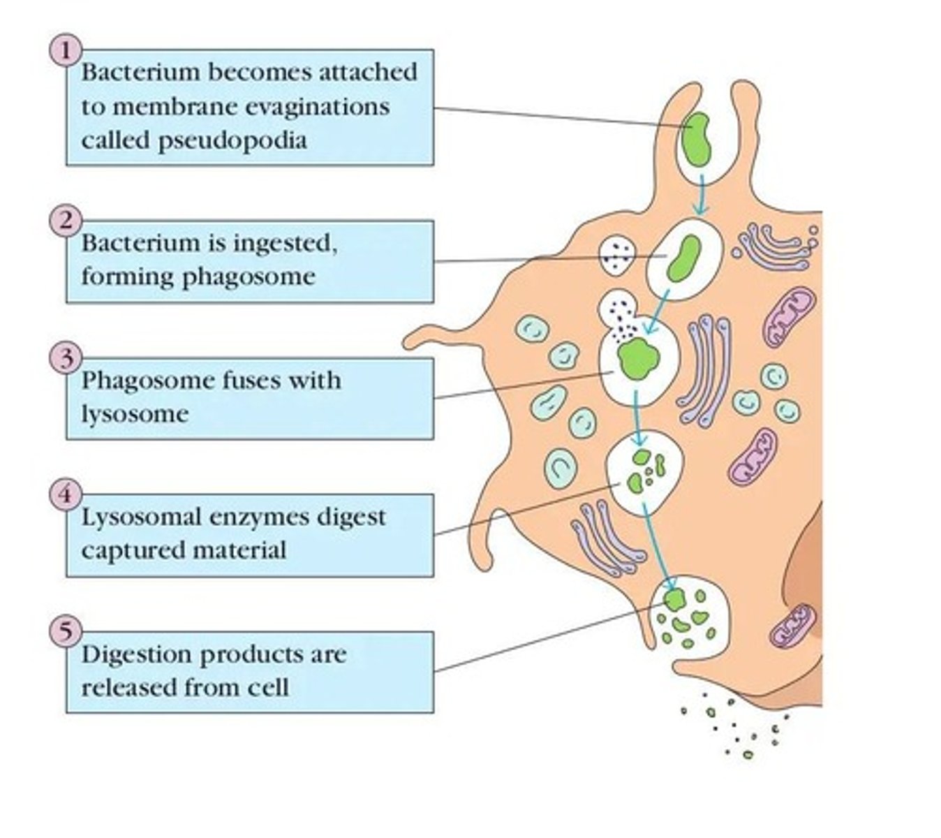 <p>The process by which certain cells engulf and digest foreign particles or pathogens.</p>