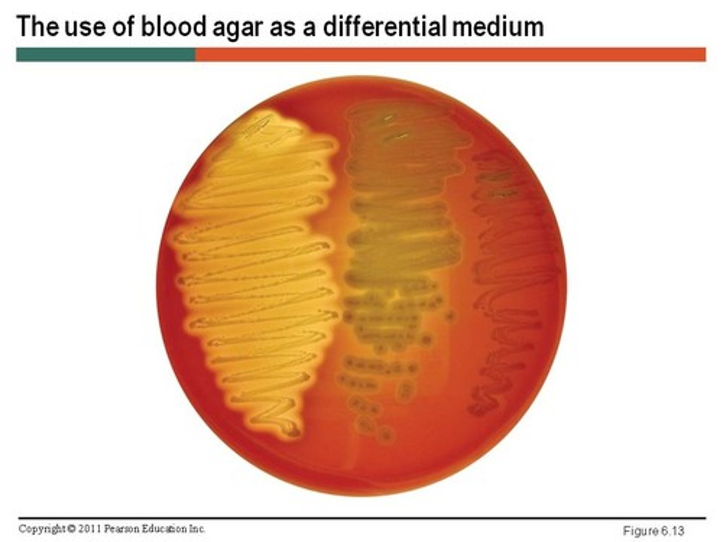 <p>Contains differential factors, which is used differently by different bacteria, producing visual differences. Provides visual cues (ex. color change, hemolysis) to differentiate organisms.</p>