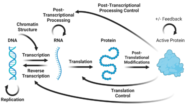 <p><strong>DNA </strong>+ <strong>transcription </strong>&gt; <strong>RNA </strong>+ <strong>translation </strong>&gt; <strong>protein </strong></p><p><strong>DNA </strong>&gt; 2DNA via <strong>replication</strong></p>