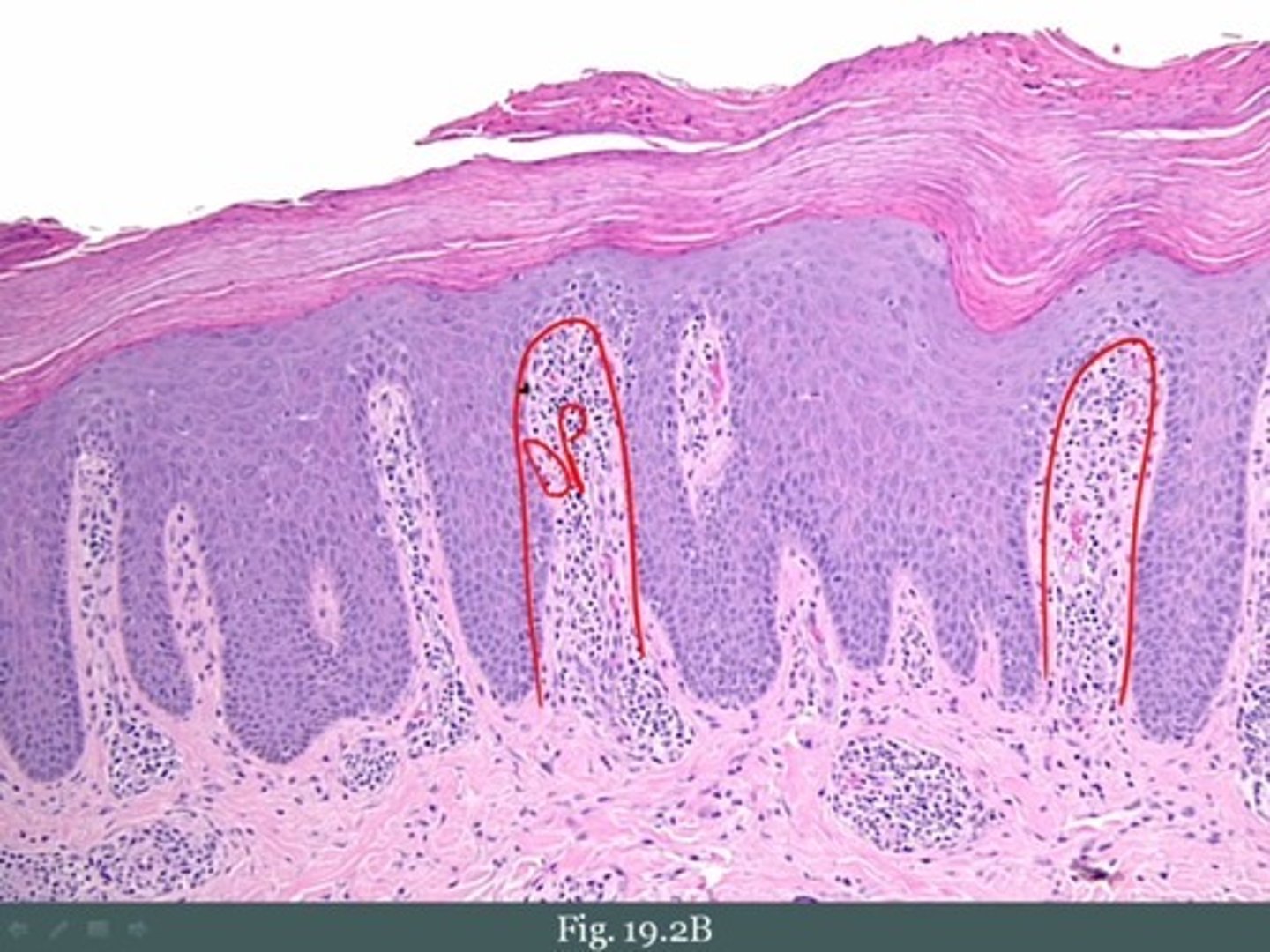 <p>what is the red outline called?</p>