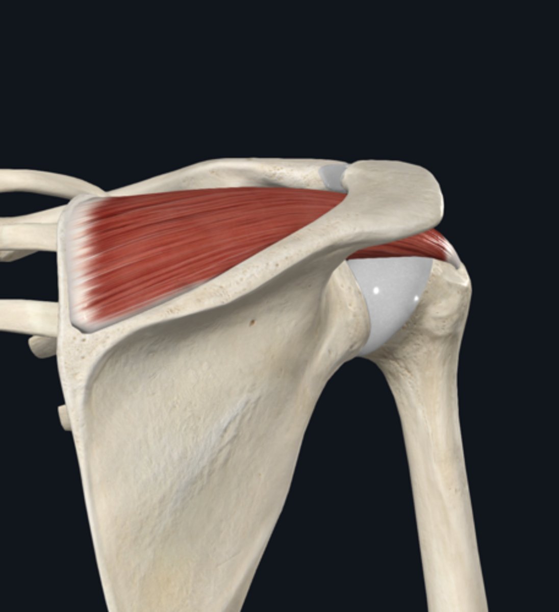 <p>assists deltoid in abducting arm</p>