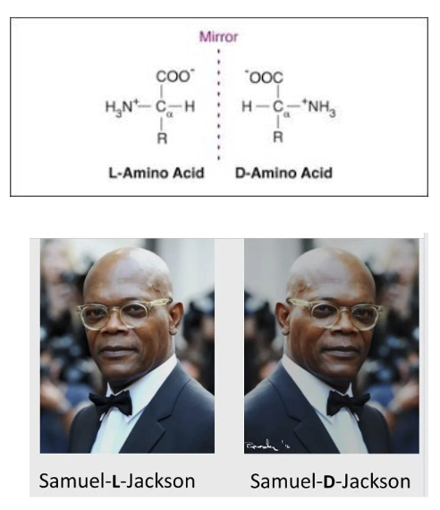 <p>• All amino acids exist in two optically asymmetric forms (mirror images) except glycine</p><p>• These are called enantiomers</p><p>• L- and D- enantiomers exist</p><p>• AA in proteins are almost exclusively L form</p><p>• Reflecting this the L is mostly omitted</p><p>• In nature some D – form AA found in cell walls of bacteria and in some antibiotics but these are not synthesised in the ribosome</p><p>• Term enantiomer can also apply to pharmacology</p>
