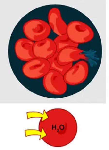 <p>one that has a higher solute concentration inside the cell than outside</p>
