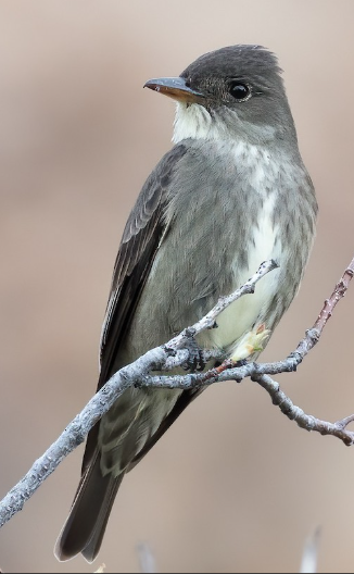 <p>What bird is this? </p>