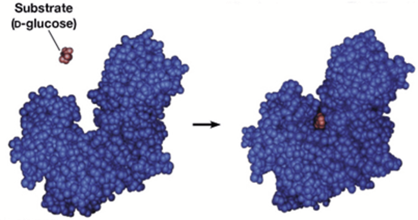 <p>Vrije energie wordt vrijgezet door de vorming van een groot aantal niet- covalente interacties tussen enzyme en substraat (dit is de bindingsenergie). Alleen het correcte substraat kan deelnemen aan alle interacties met het enzyme en dus de bindingsenergie maximaliseren. De bindingsenergie wordt verder gemaximaliseerd als het substraat omgezet is naar de transitietoestand.</p><p>De vrijzetting van deze bindingsenergie kan beschouwd worden als verlaging van de activeringsenergie.</p>