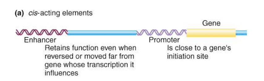 <ul><li><p><strong>Additional Cis-acting element </strong>(like the promoter) required for <u>maximal gene transcription </u></p></li><li><p><strong>Can be upstream / downstream from transcription initiation site </strong>& can modulate despite being thousands of bp away.</p></li><li><p><strong>Have short sequence elements </strong>like promoter seq, <strong>which activators can bind to forming <u>protein-complexes</u> </strong><span style="color: green;"><strong>→ allows enhancer complex to be close to the promoter, increasing transcription</strong></span></p></li></ul><p></p>