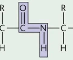 condensation polymer in which the monomers are joined through amide linkages