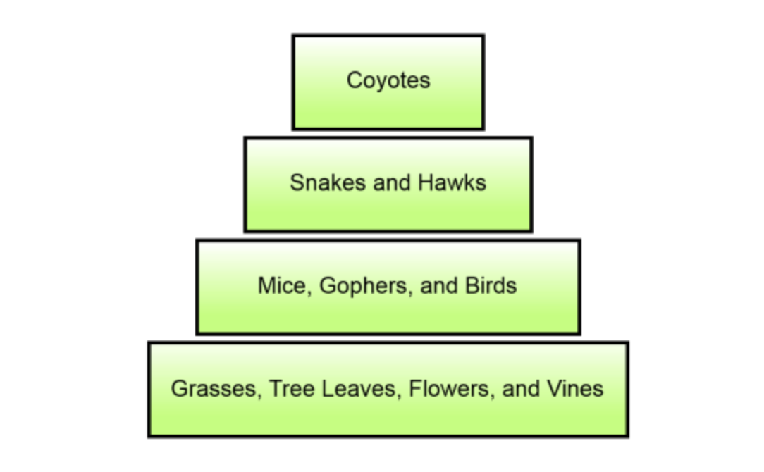 <p>An energy pyramid representing a forest ecosystem is shown below. Which level of the energy pyramid represents the forest&apos;s producers?</p>