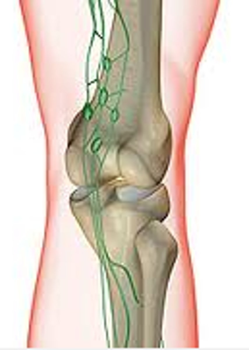 <p>A: Deep popliteal lymph nodes</p>
