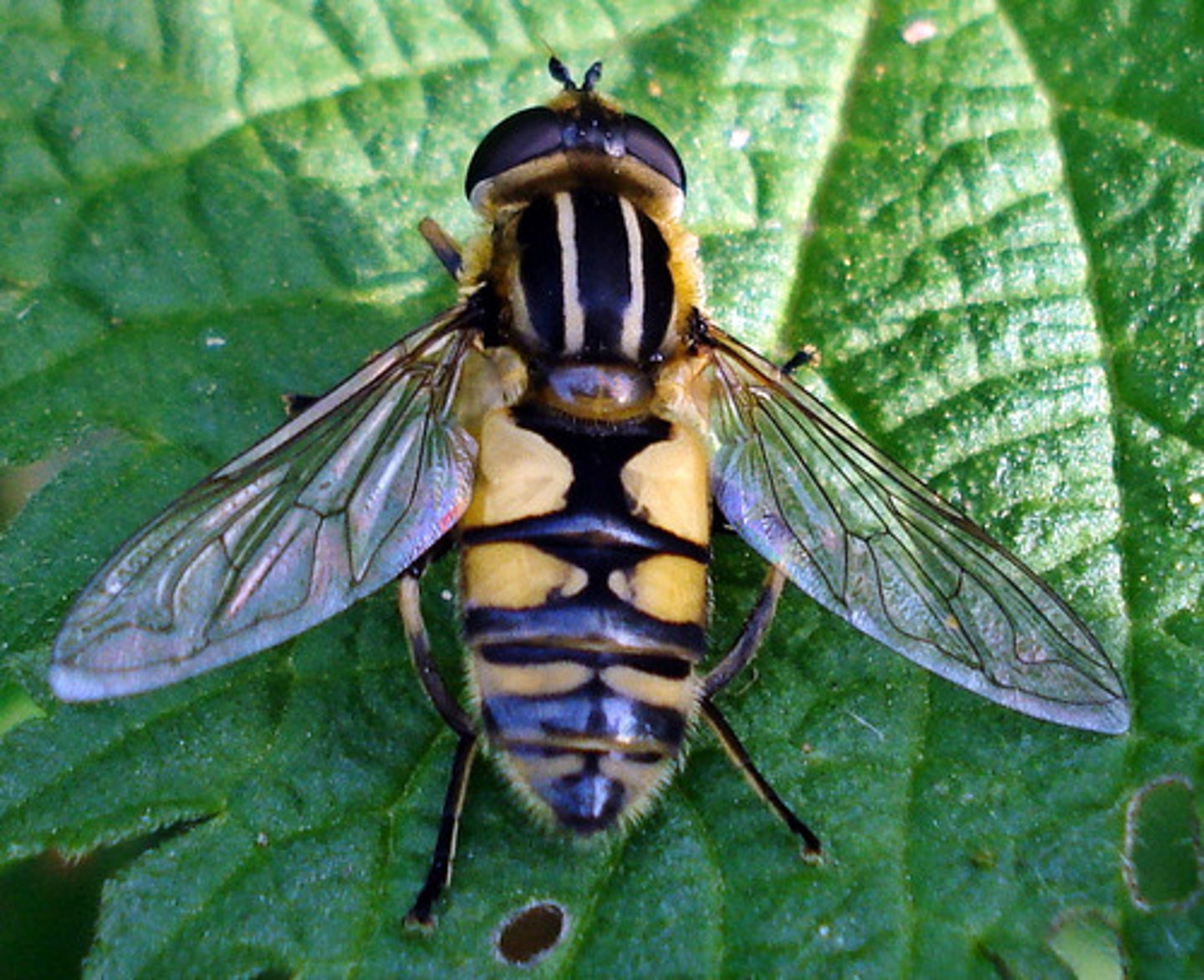 <p>Hover flies</p>