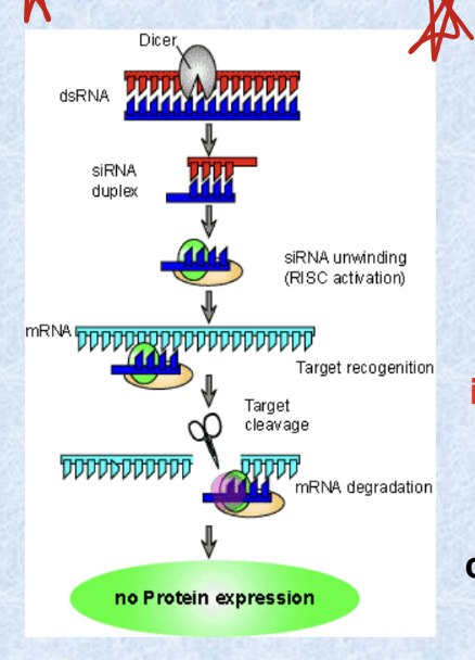 <ul><li><p>since the only RNA found in a cell should be single stranded, presence of double stranded RNA signals = abnormality</p></li><li><p>cell has specific enzyme (in drosophilia it is called <strong>dicer</strong>) that recongnizes the <strong>double stranded RNA and chops it</strong> up into small fragments between <u>21-25 BPs</u> in length → these short RNA fragments (siRNA) <strong>bind to RNA-inducing silencing complex (RISC)</strong> → <strong>RISC</strong> is activated when the <strong>siRNA unwinds and the activated complex binds to the corresponding mRNA</strong> using antisense RNA → RISC contains an enzyme to <strong>cleave the bound mRNA</strong> (called <strong>slicer</strong> in drosophilia) → cause gene suppression → once mRNA has been cleaved it can NO longer be translated into functional protein</p></li></ul><p></p>