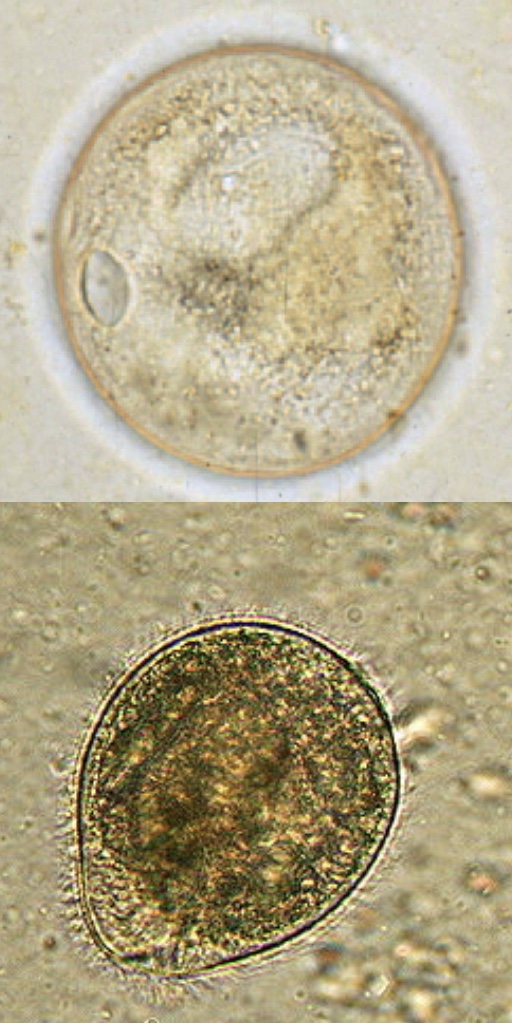<p>Fecal flotation or direct smear</p>