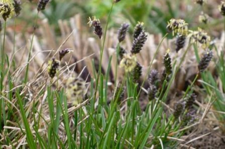 <p>Blue Moor Grass</p>
