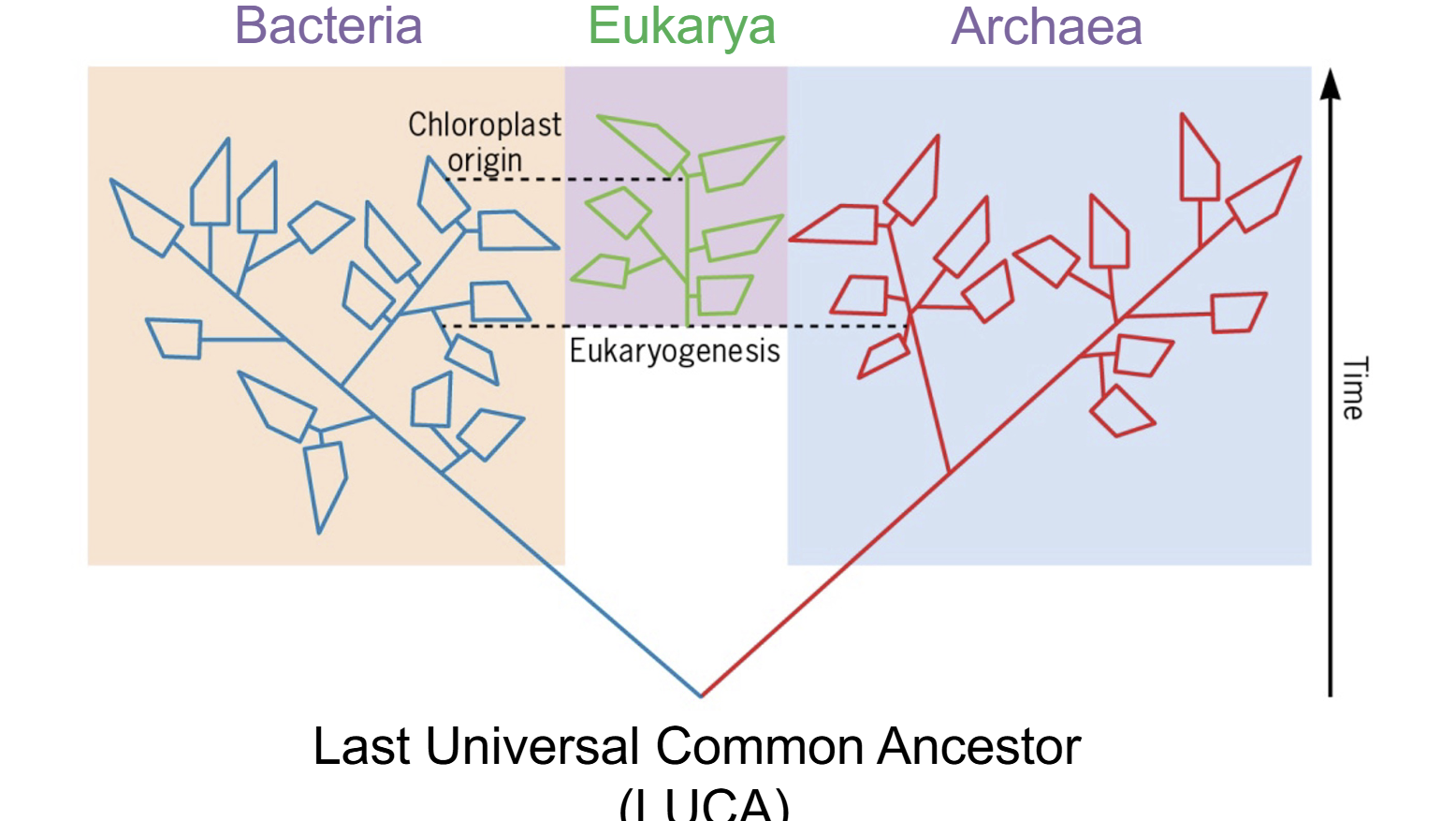 <p>Bacteria , Archaea, and Eukarya which diverted from archaea with the engulfment of bacteria</p>