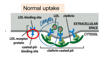 <p>short cytoplasmic tail of LDL receptor interacts with the AP2 adaptor </p><ul><li><p>necessary and sufficient for uptake of LDL-R and its cargo LDL-cholesterol </p></li></ul><p></p>