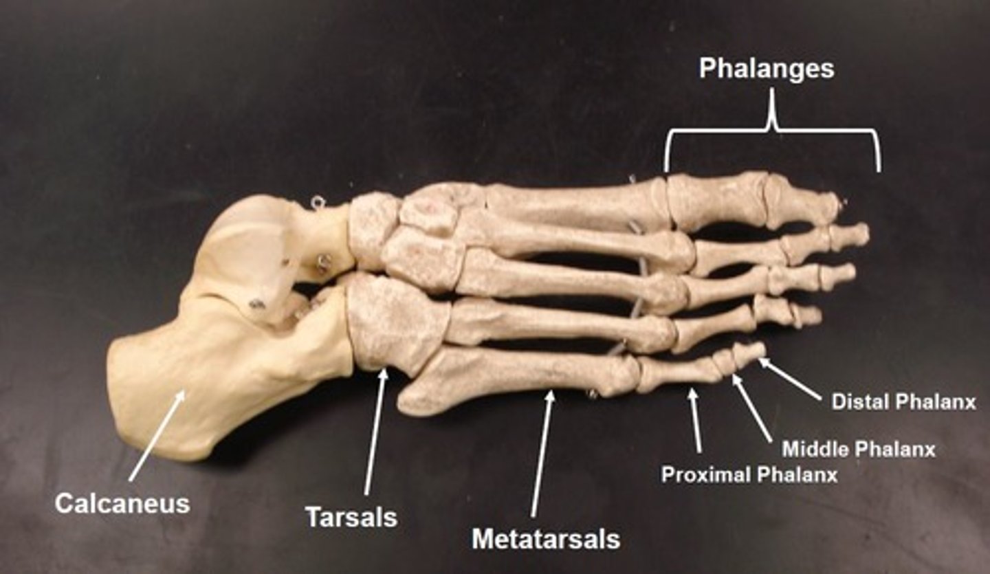 <p>Ankle (tarsus)Bones: 7 tarsal bones</p><p>Instep (metatarsus) Bones: 5 elongated metatarsal bones</p><p>Toe (phalanges)Bones: Each toe has 3 phalanges: proximal (closest to body), middle, and distal (farthest from body) Except the big toe, which only has a proximal and distal phalanx</p>
