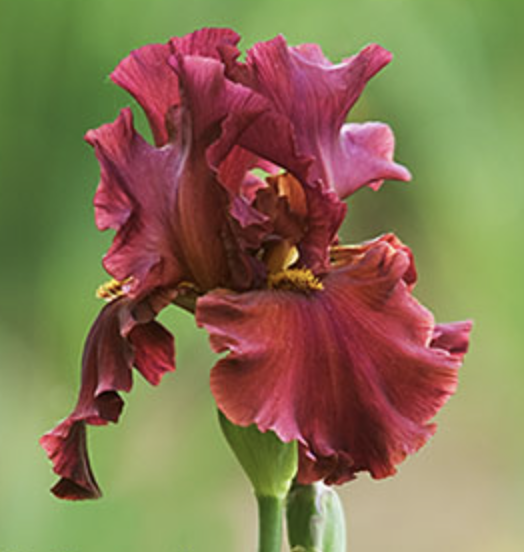 <p>Name This Flower</p>