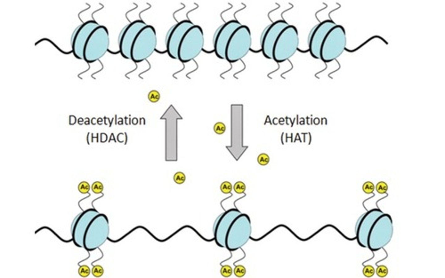 <p>Acetylation leads to gene expression. When histone proteins are acetylated, the histone proteins uncoil, thus allowing the transcriptional machinery to gain access to the DNA and express those genes.</p><p>Deacetylation prevents gene expression. When histone proteins are deacetylated histone proteins coil into a more compact structure, preventing the transcriptional machinery from accessing the DNA and expressing those genes.</p>