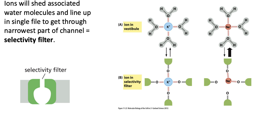 <p>Ions will shed associated water molecules and line up in single file to get through narrowest part of channel</p>