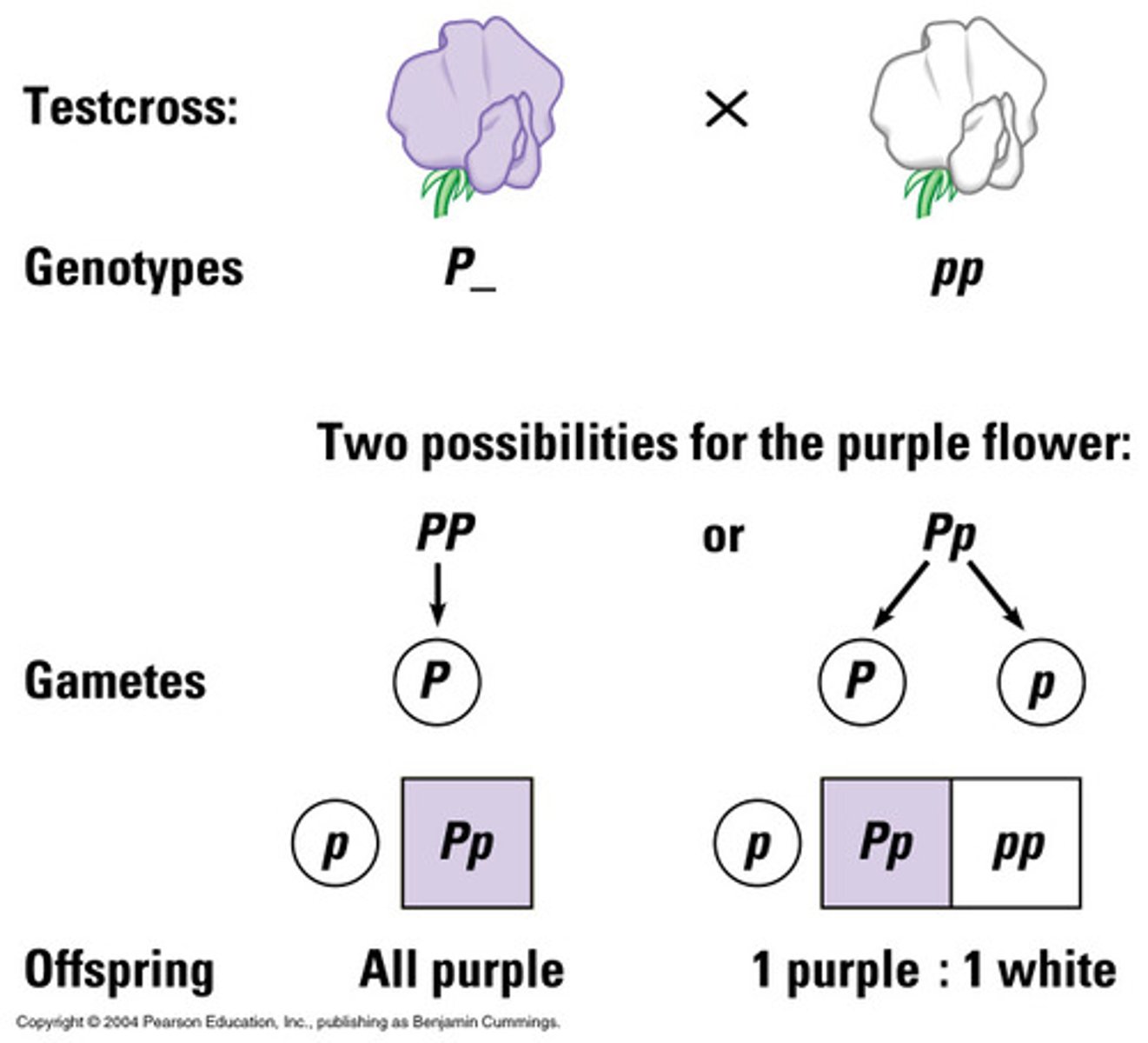 <p>likelihood that a particular event will occur</p>