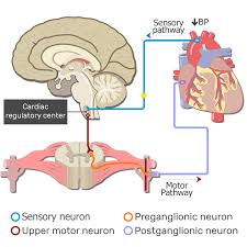 <p>part of the peripheral nervous system that controls the glands and the muscles of the internal organs (such as the heart). Its sympathetic division arouses; its parasympathetic division calms.</p>